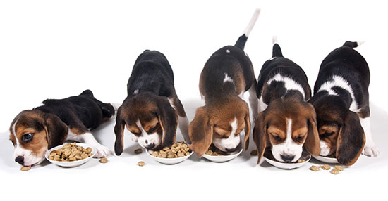Tips for Choosing Healthy Puppy Food - Sunrise Boulevard Animal Hospital
