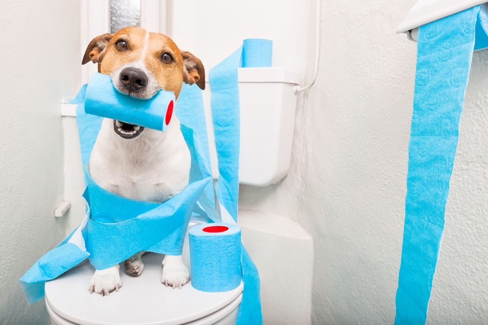 Preventing Constipation in Dogs