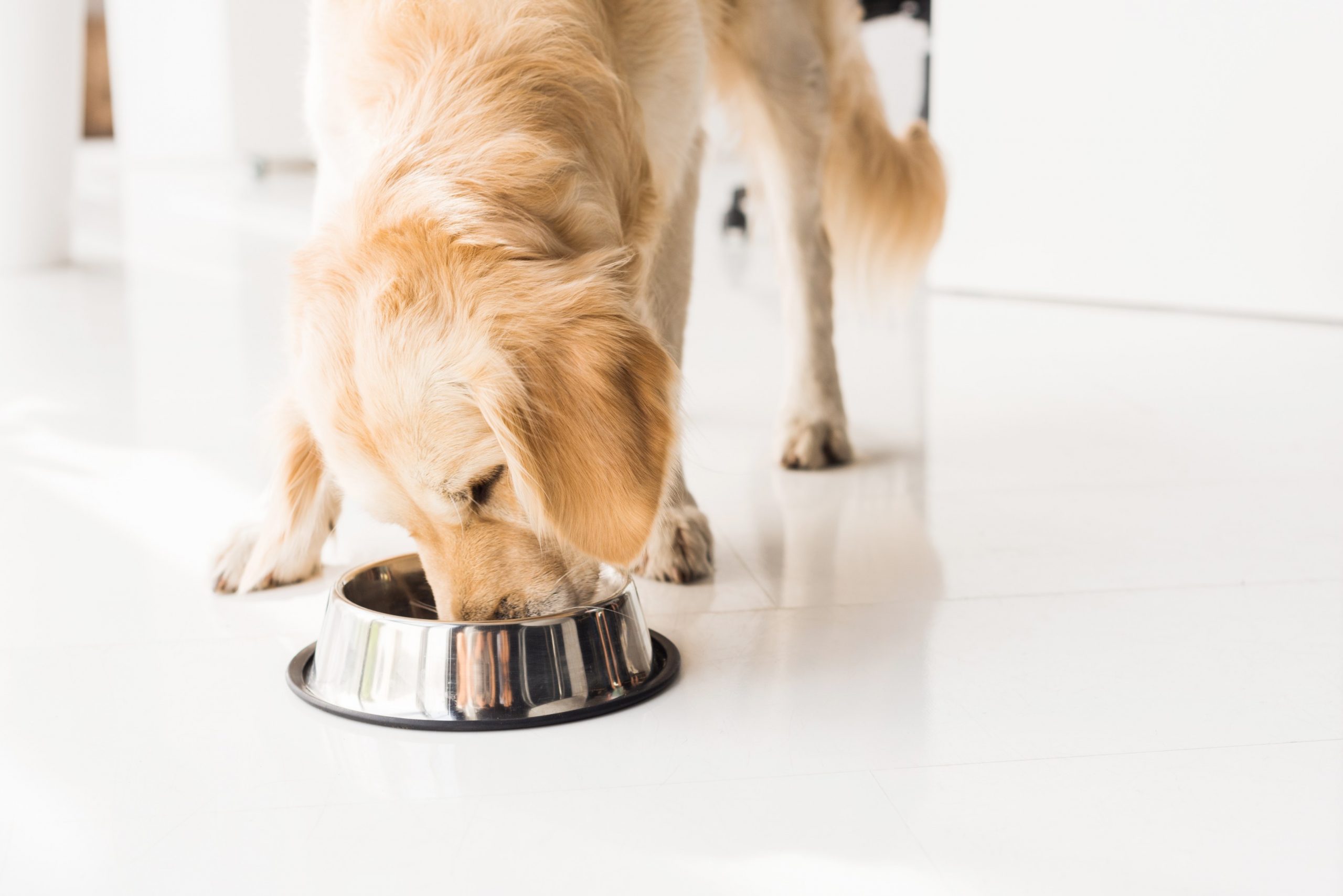 Grain-Free Diets and Cardiac Disease in Dogs
