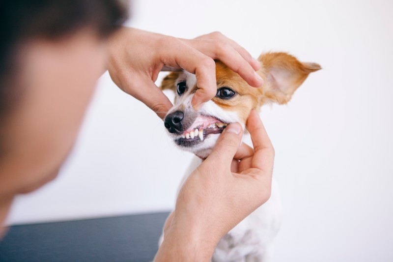 The Four Stages of Pet Dental Disease