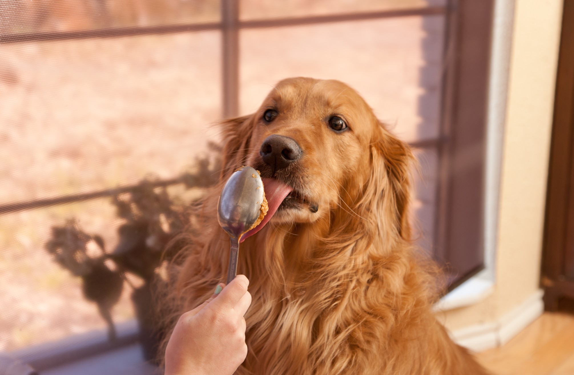 Xylitol and the Dangers of Peanut Butter For Pets