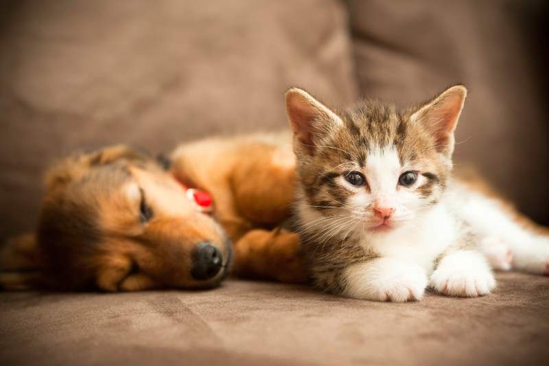 Bundles of Joy: The Principles of Puppy and Kitten Wellness
