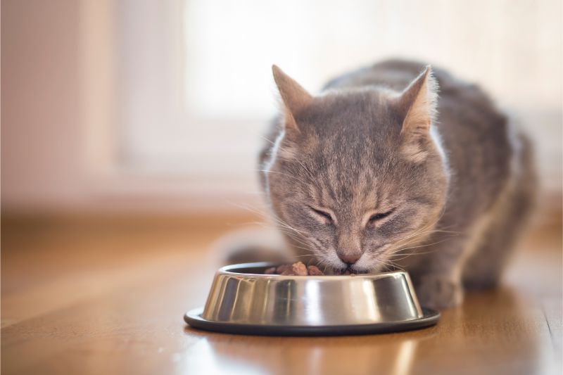 Understanding Pet Nutrition