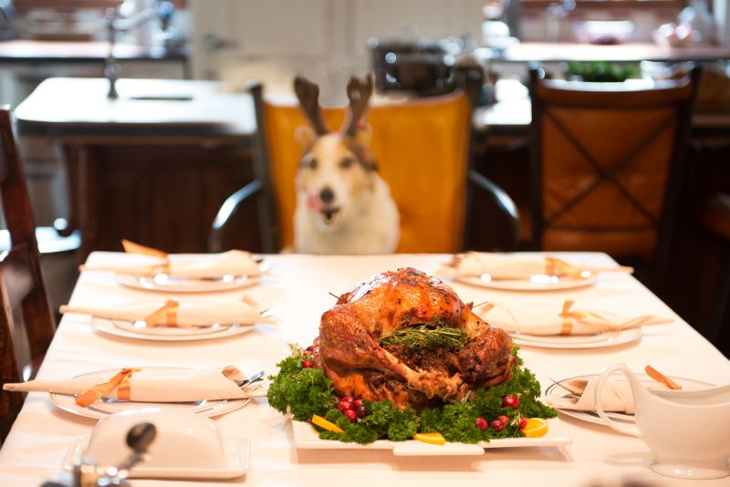 Celebrate Thanksgiving with Your Pet!