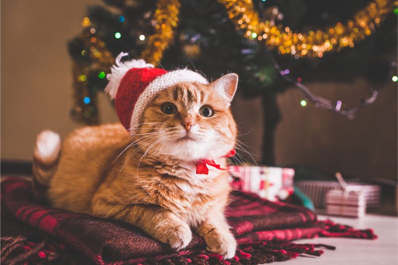 Make Only Happy Memories With Our Holiday Pet Safety Tips