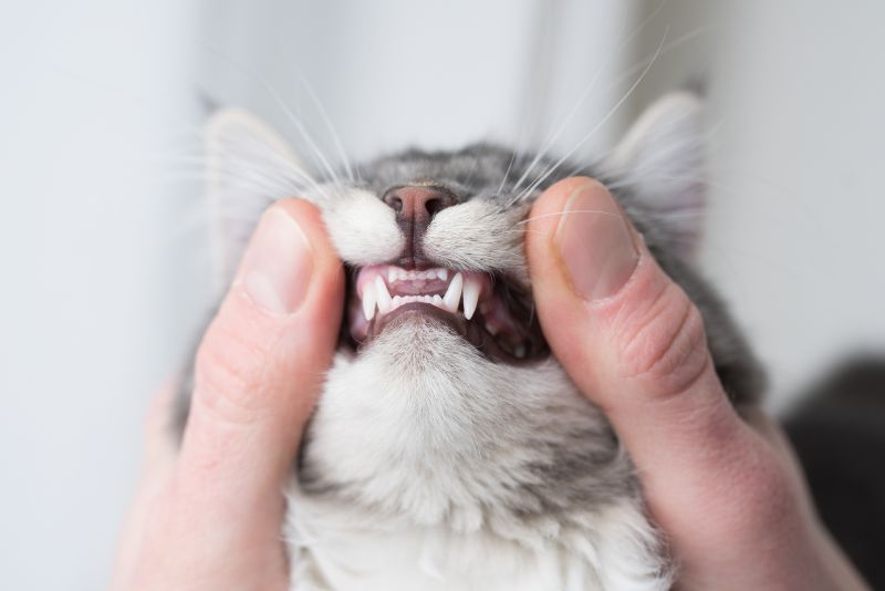 A Spotlight on Pet Dental Cleanings Using Anesthesia