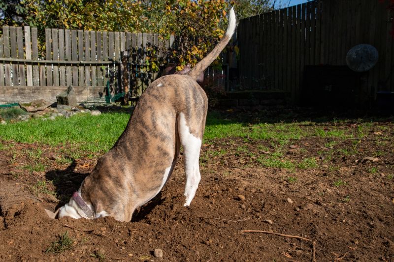 No Diggity: How to Stop a Dog From Digging