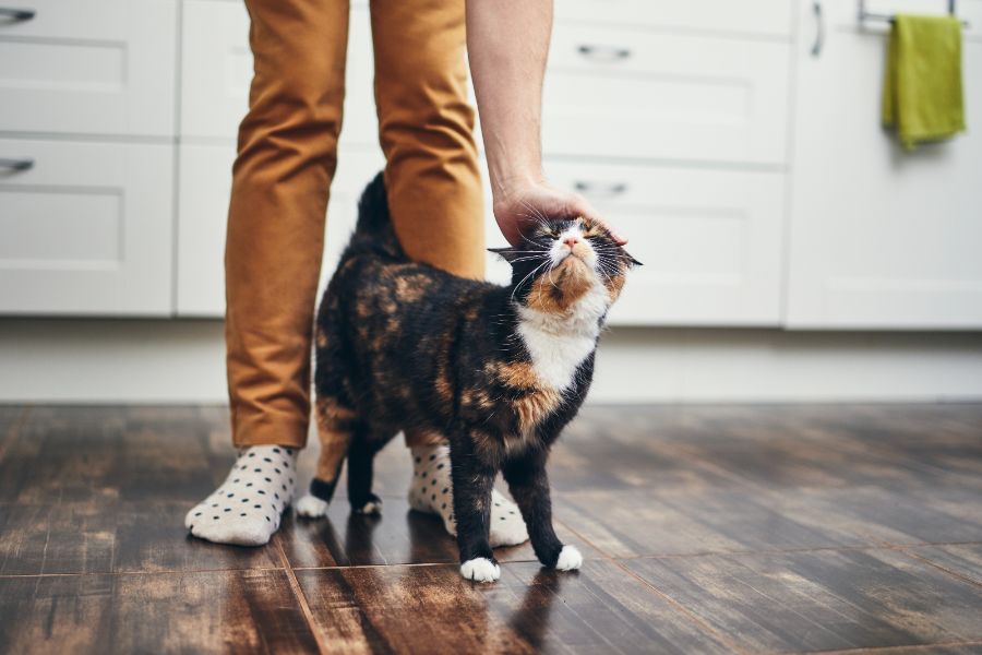 When It Comes to Cat Care, Love is (Almost) All You Need