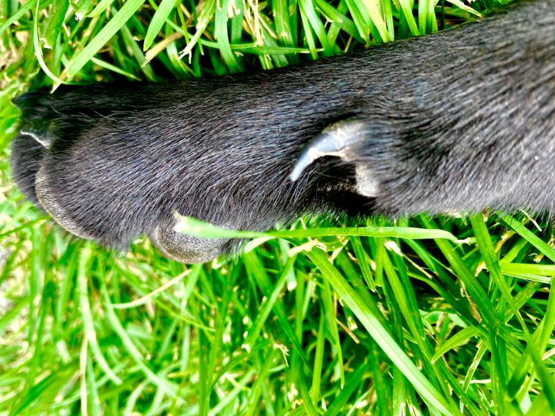 The Dewclaw: A Doggy Do or Doggy Don’t? 