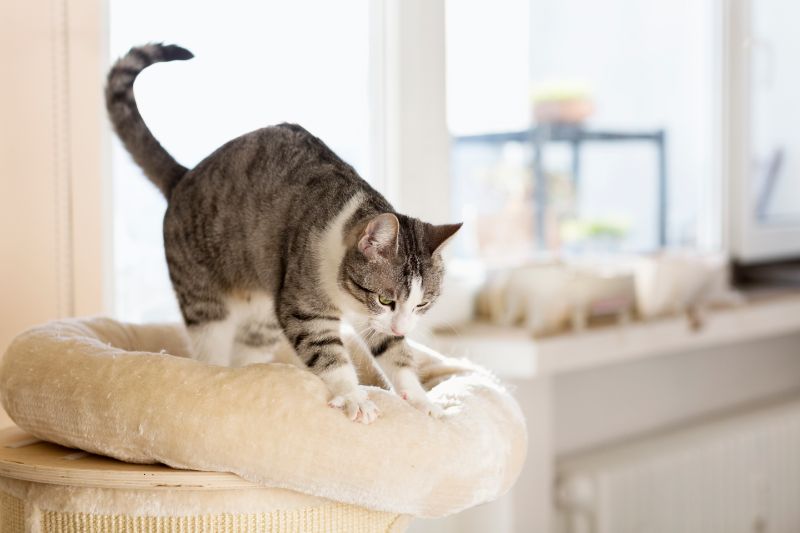 Creature Quirks: Why Do Cats Knead?
