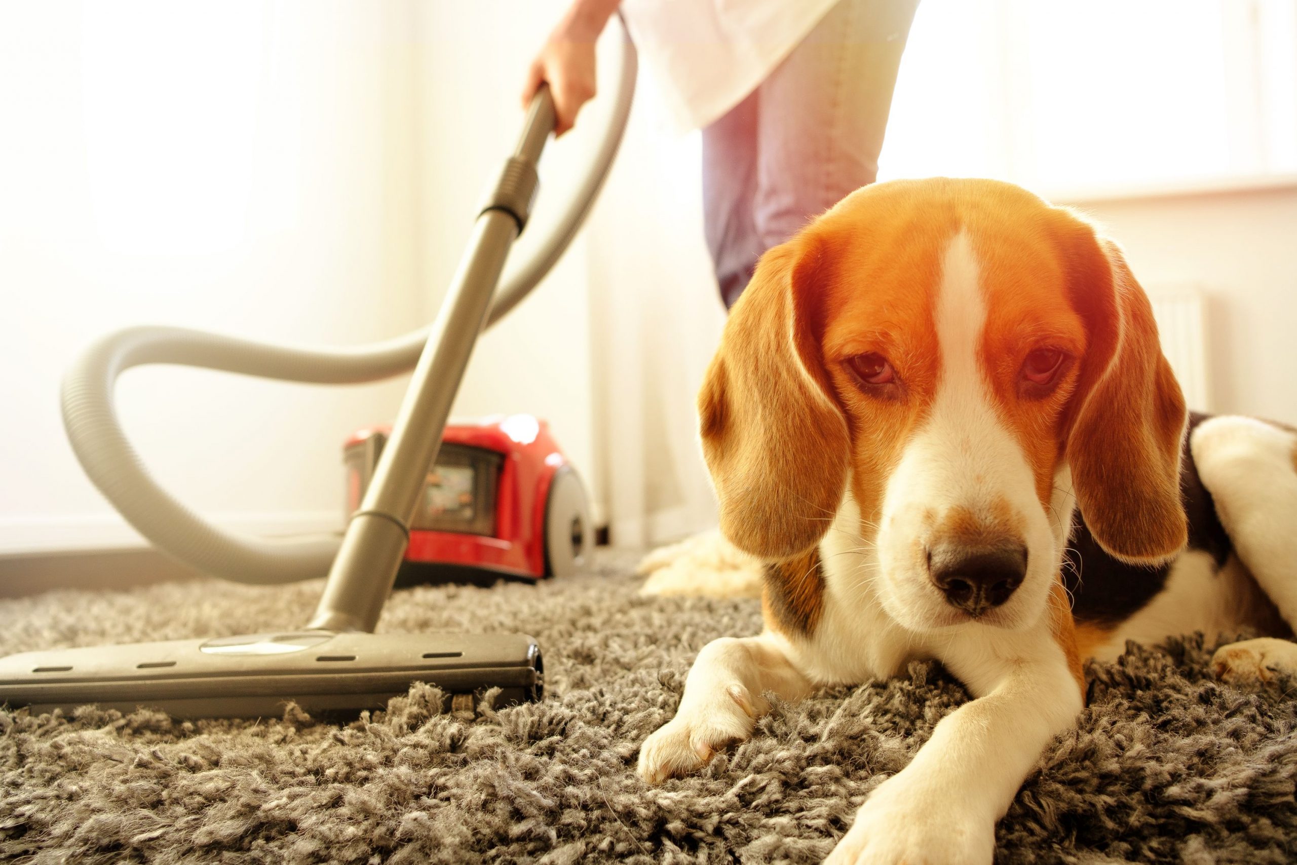 Spring Cleaning Safety Tips to Protect Your Four-Legged Friend