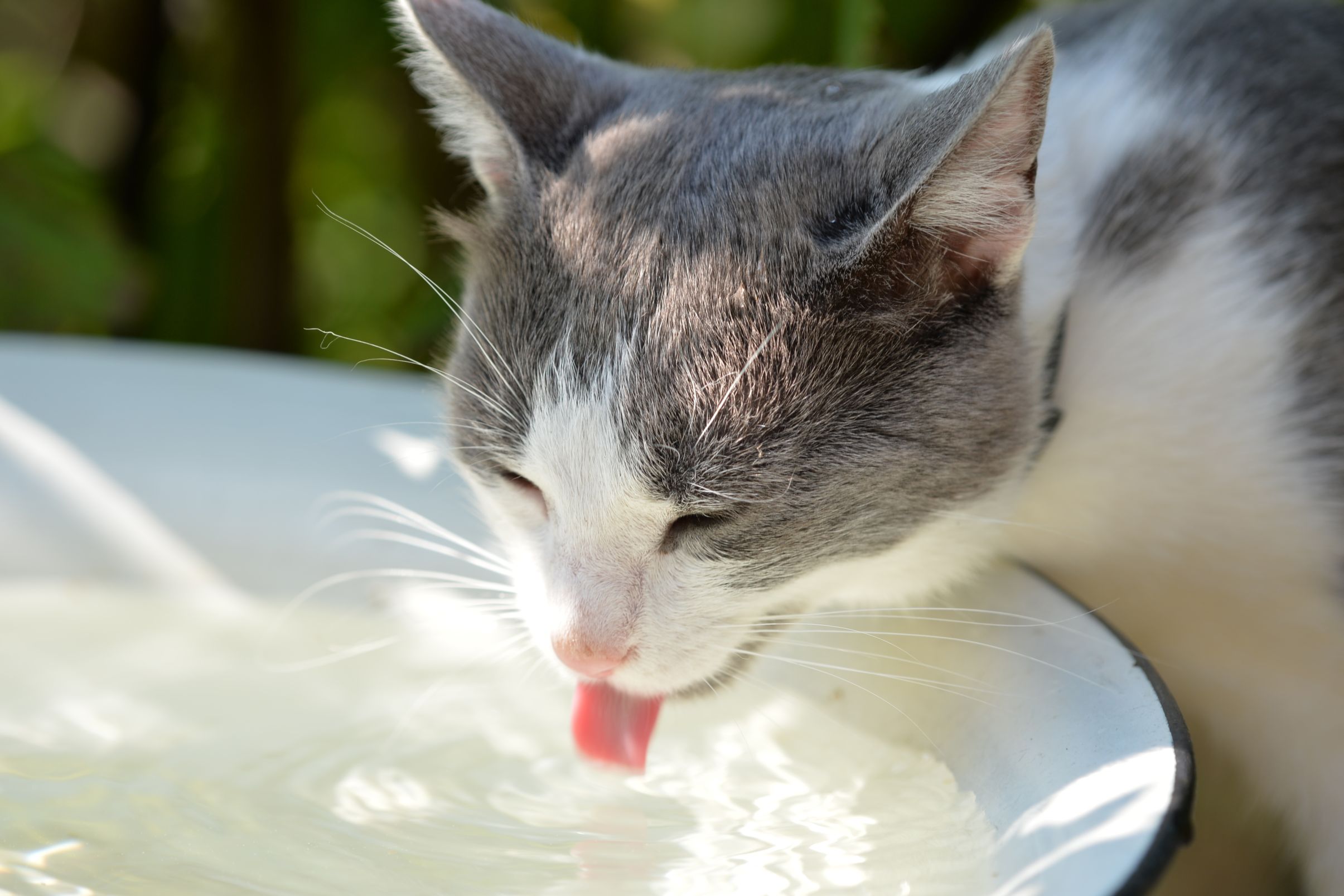 How Do You Know If Your Pet Drinks Enough Water?