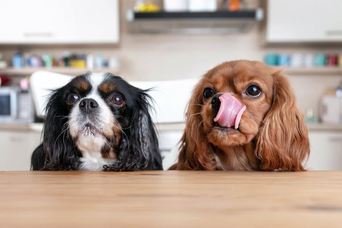 Toxic Foods for Dogs: What You Need to Know