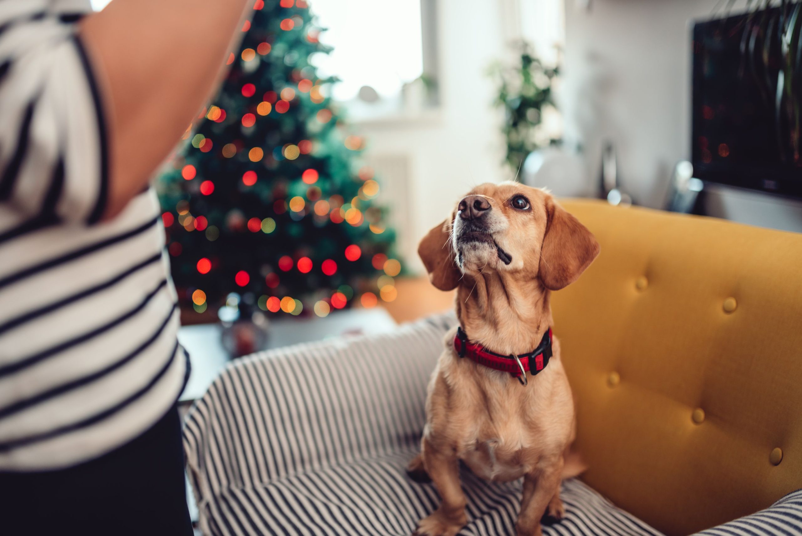 Show Your Pet Your Gratitude with Some Seasonal Pet Treats