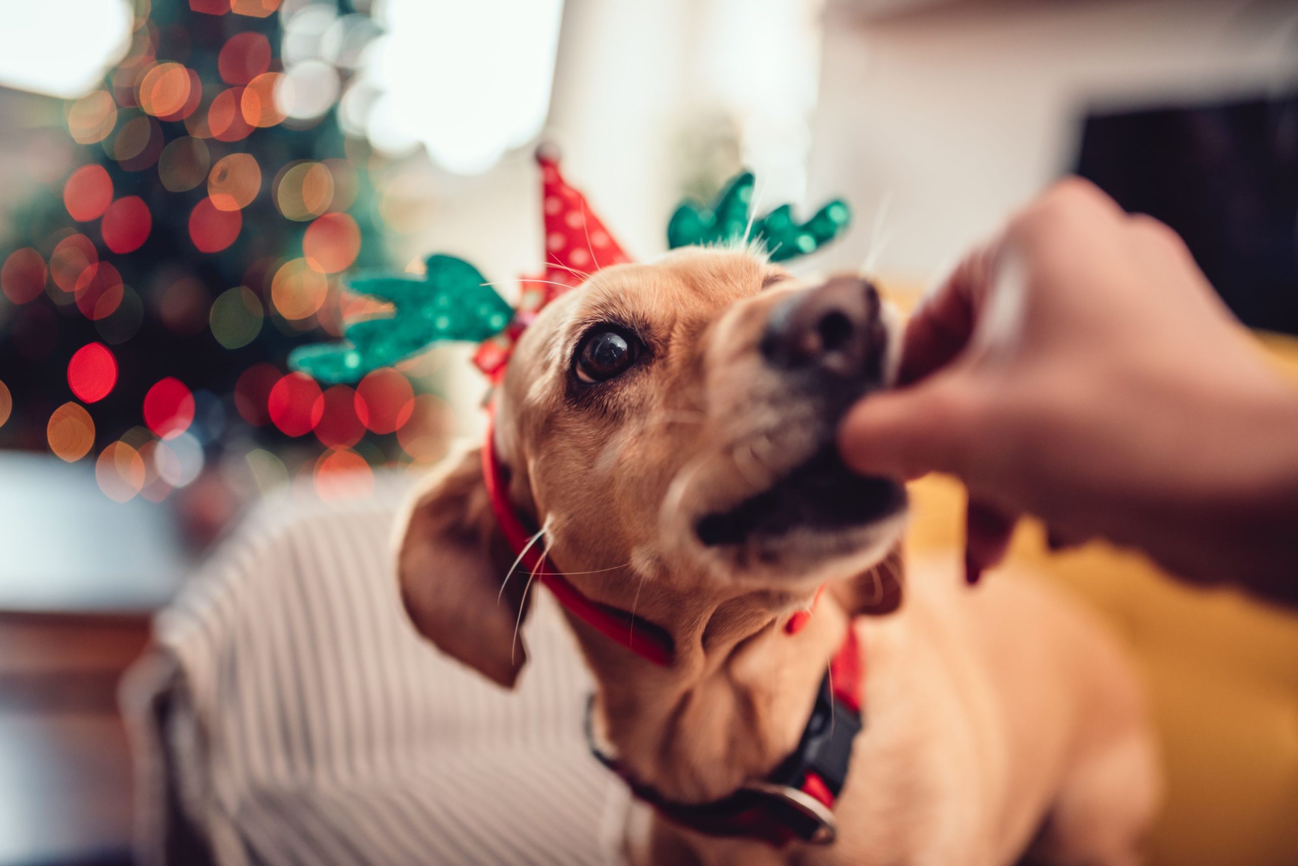 How to Elevate Pet Snacks This Holiday Season