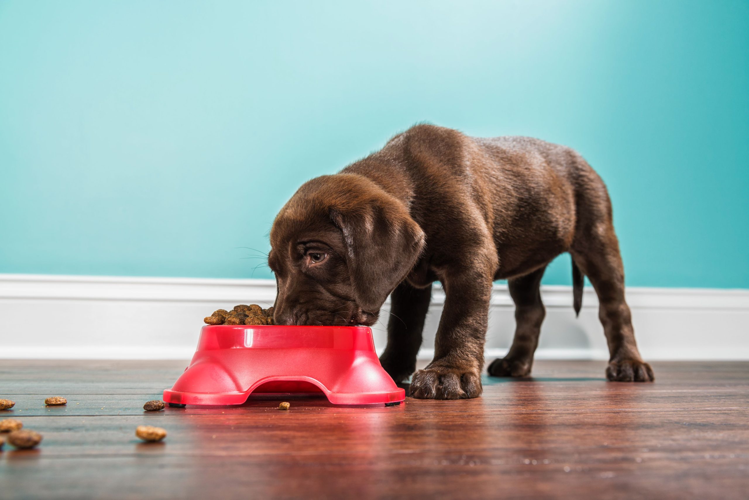 How to Choose Healthy Puppy Food 