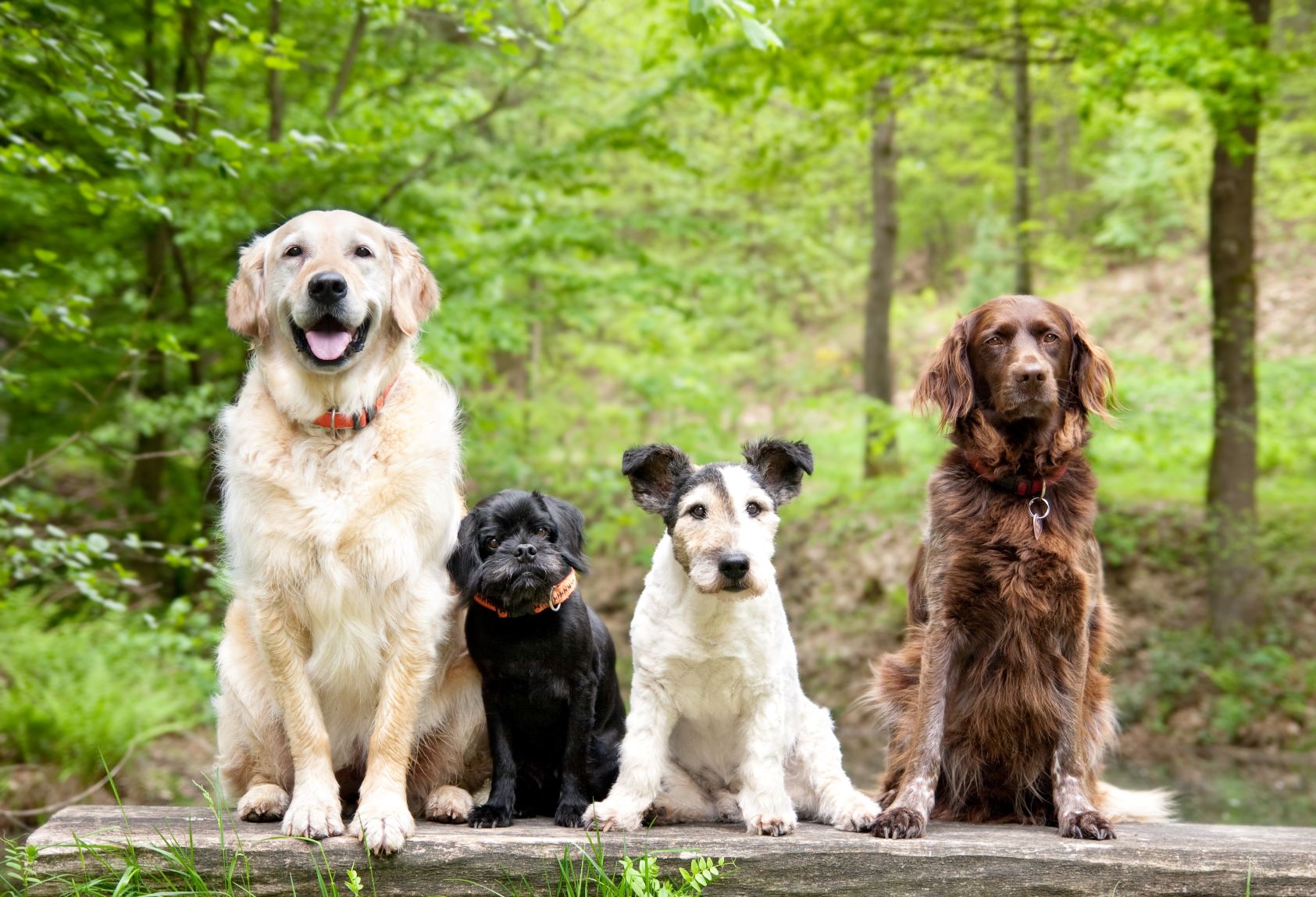 Dog Adoption: Select the Right Breed of Dog for Your Lifestyle