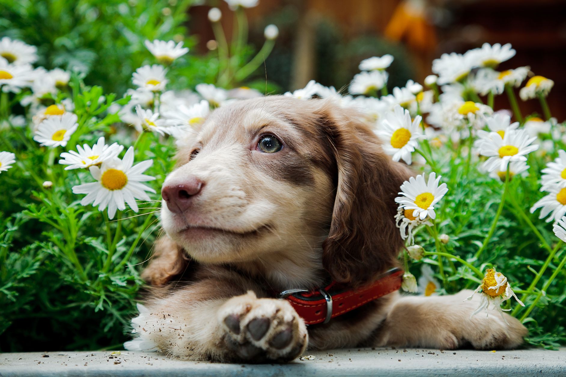 Pet Allergies: Spring Is In the Air (and So Is Pollen)