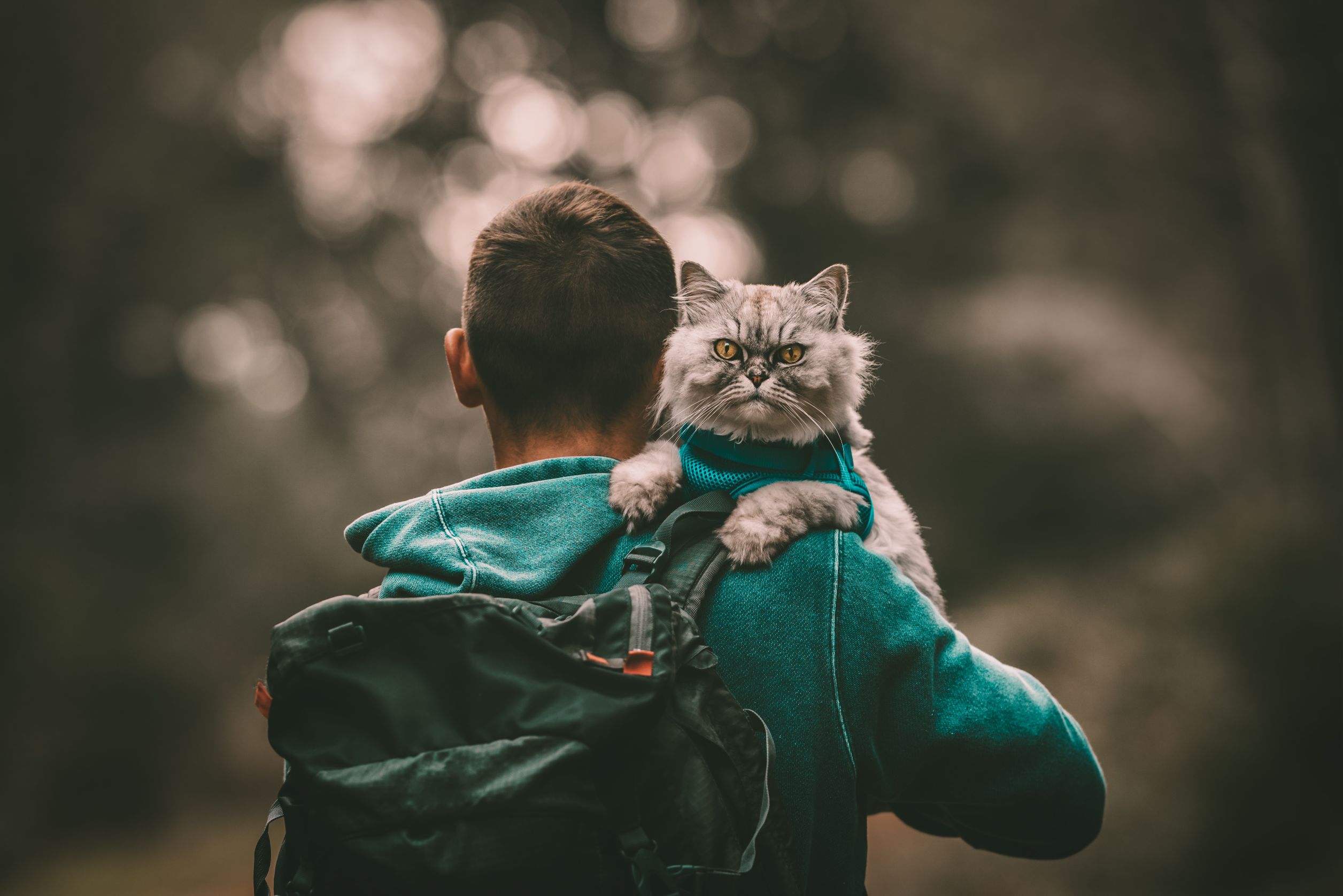 Should You Take Your Cat With You…Wherever You Go?