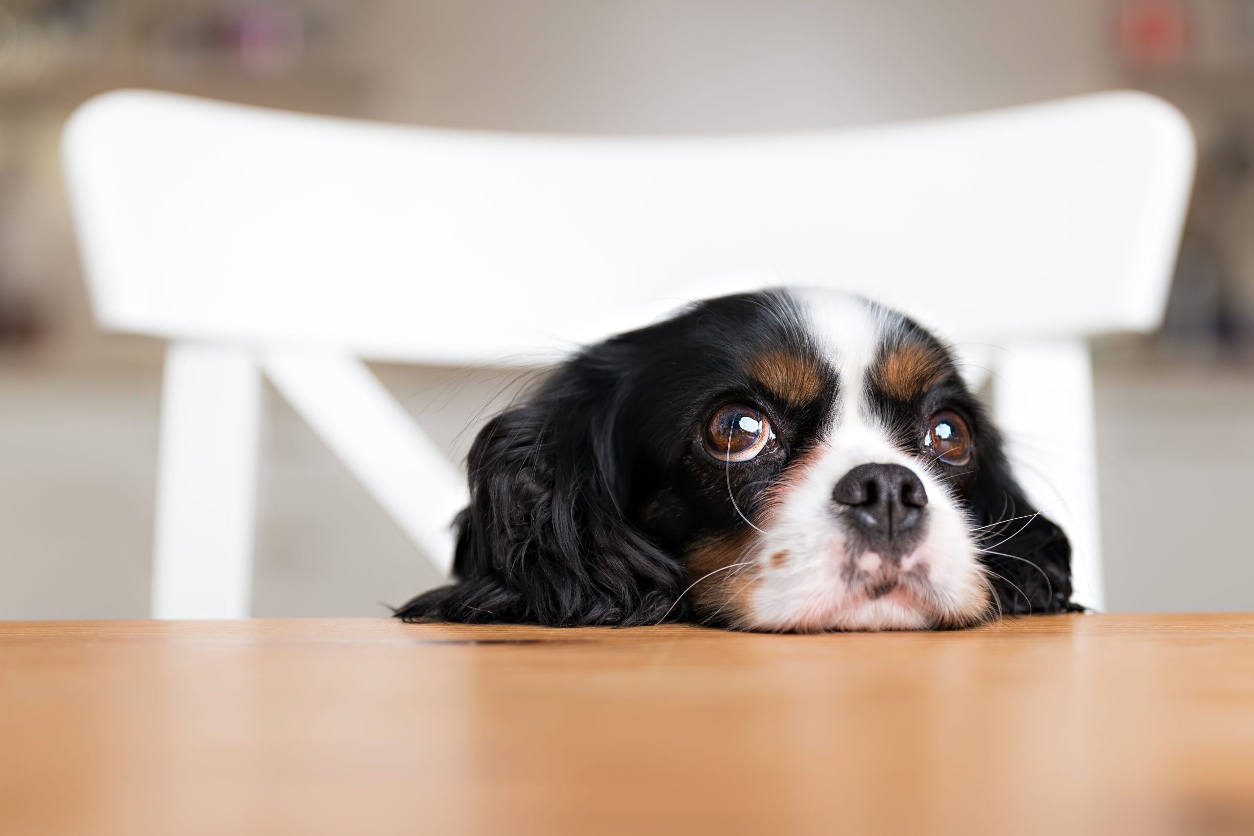 Top 10 Pet Myths…Debunked!