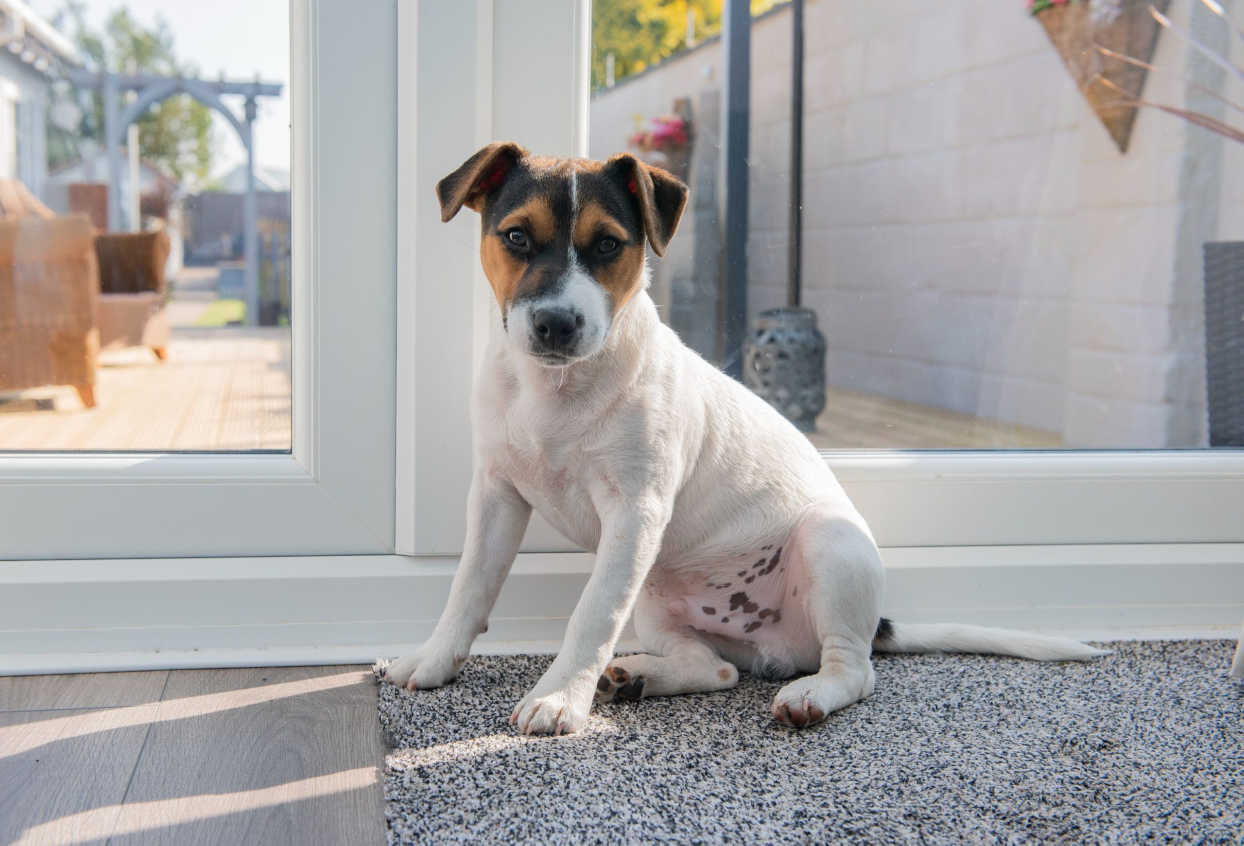 The Rewards of Successful Puppy Potty Training