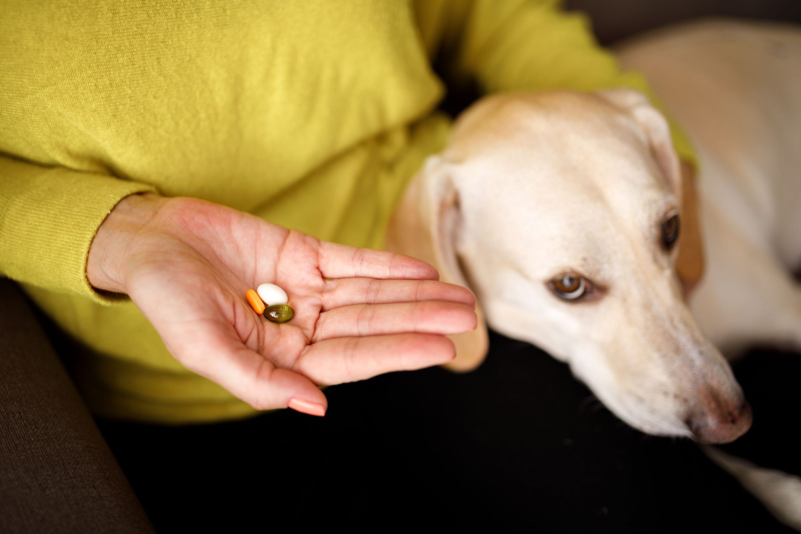 DIY Pill Pockets Make Pets Happy