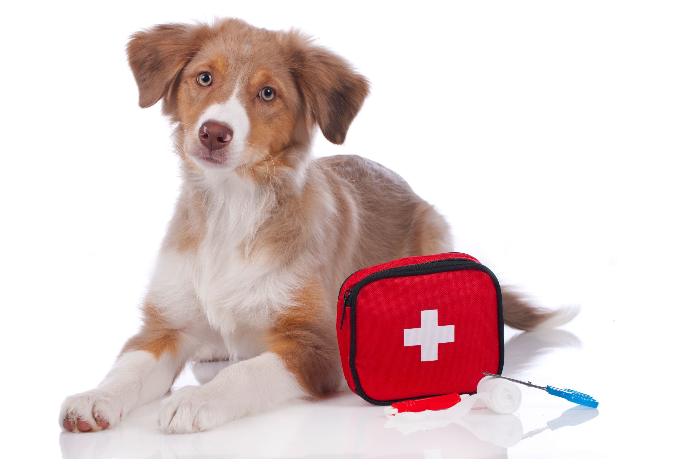 How to Make Your Own Pet First-Aid Kit