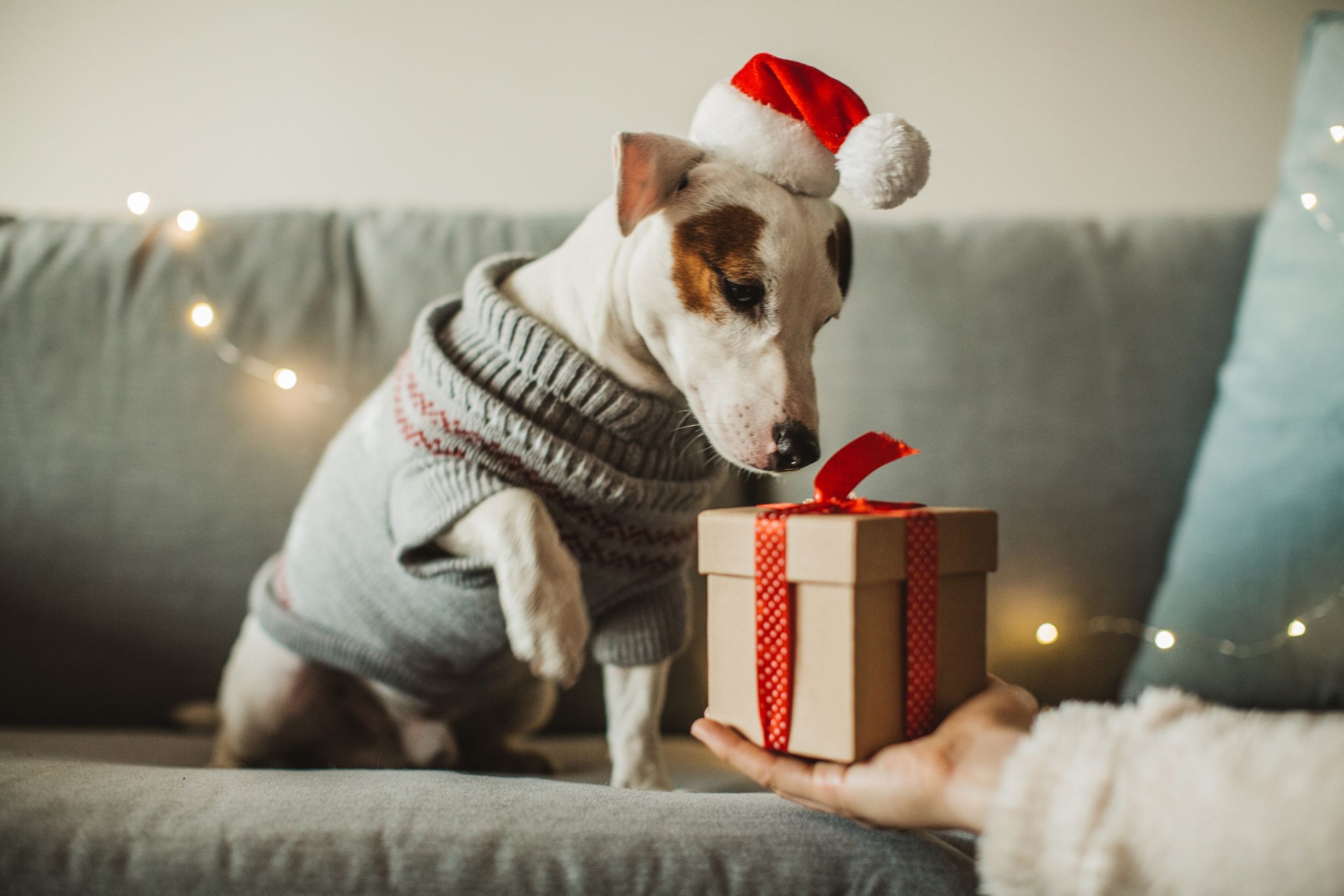 The Best Pet Gifts Make the Holidays More Fun