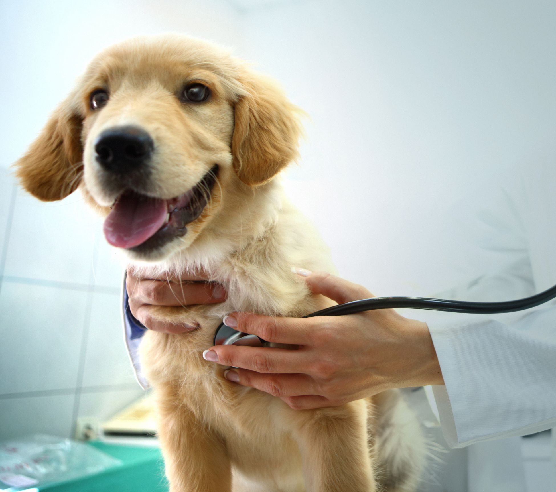Preparing Your Pet for Their First Veterinary Visit: Tips for a Positive Experience