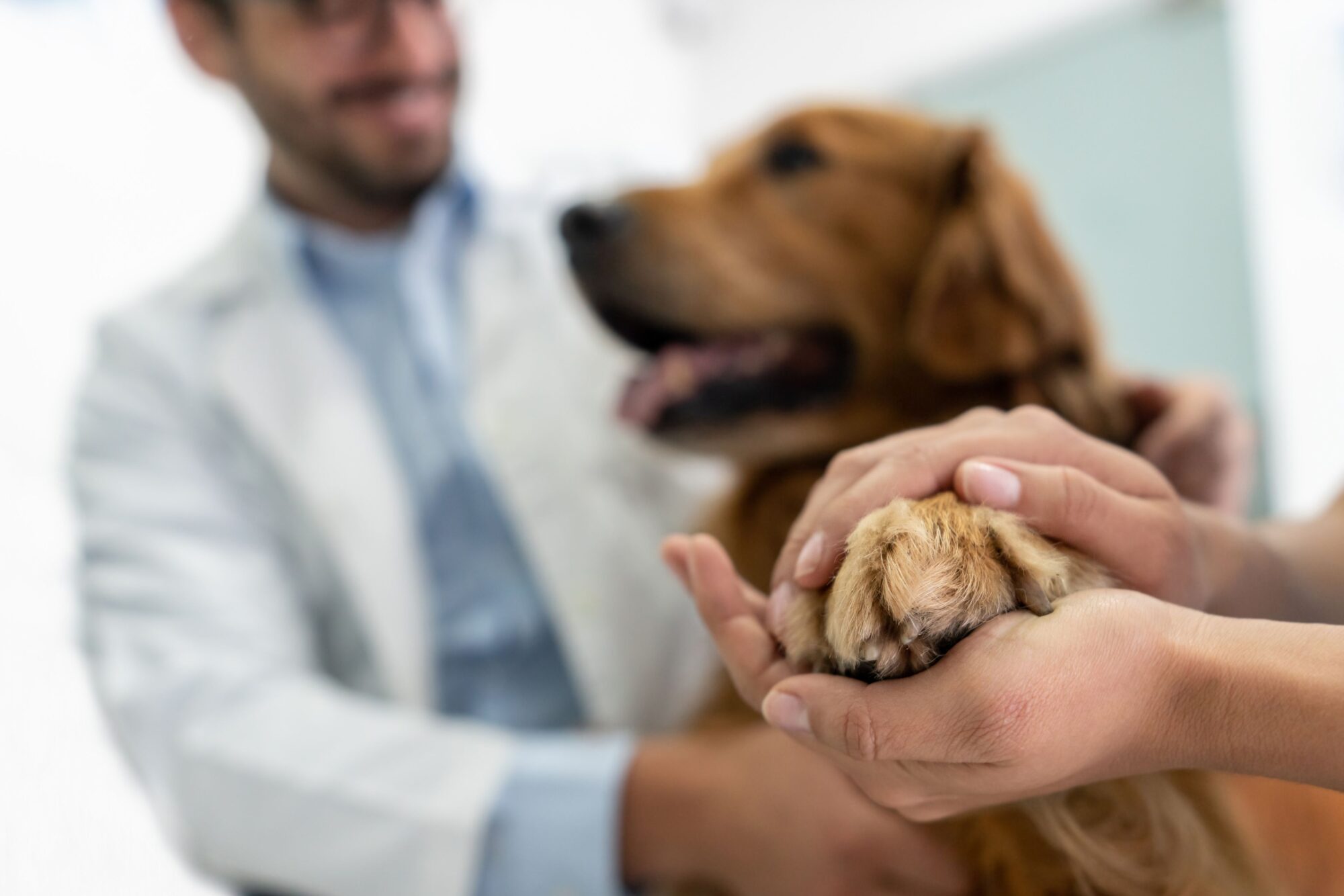 Tips for Keeping Your Pet Calm During Veterinary Visits