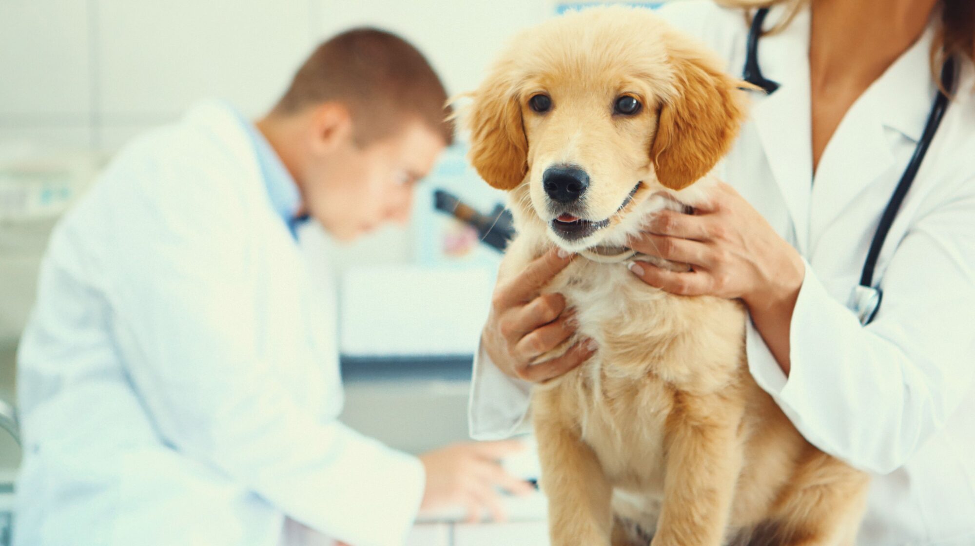 Finding Your Pet's Perfect Fit: How to Select the Right Wellness Plan -  Sunrise Boulevard Animal Hospital