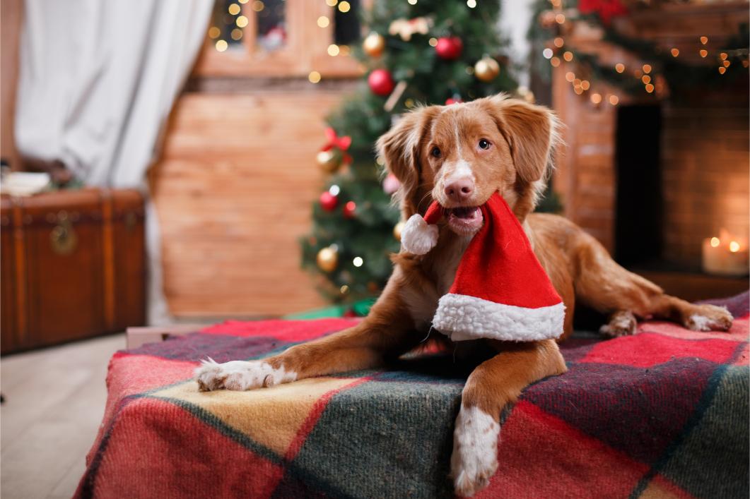 Home for the Howlidays: Pet Safety Precautions for the Winter Season