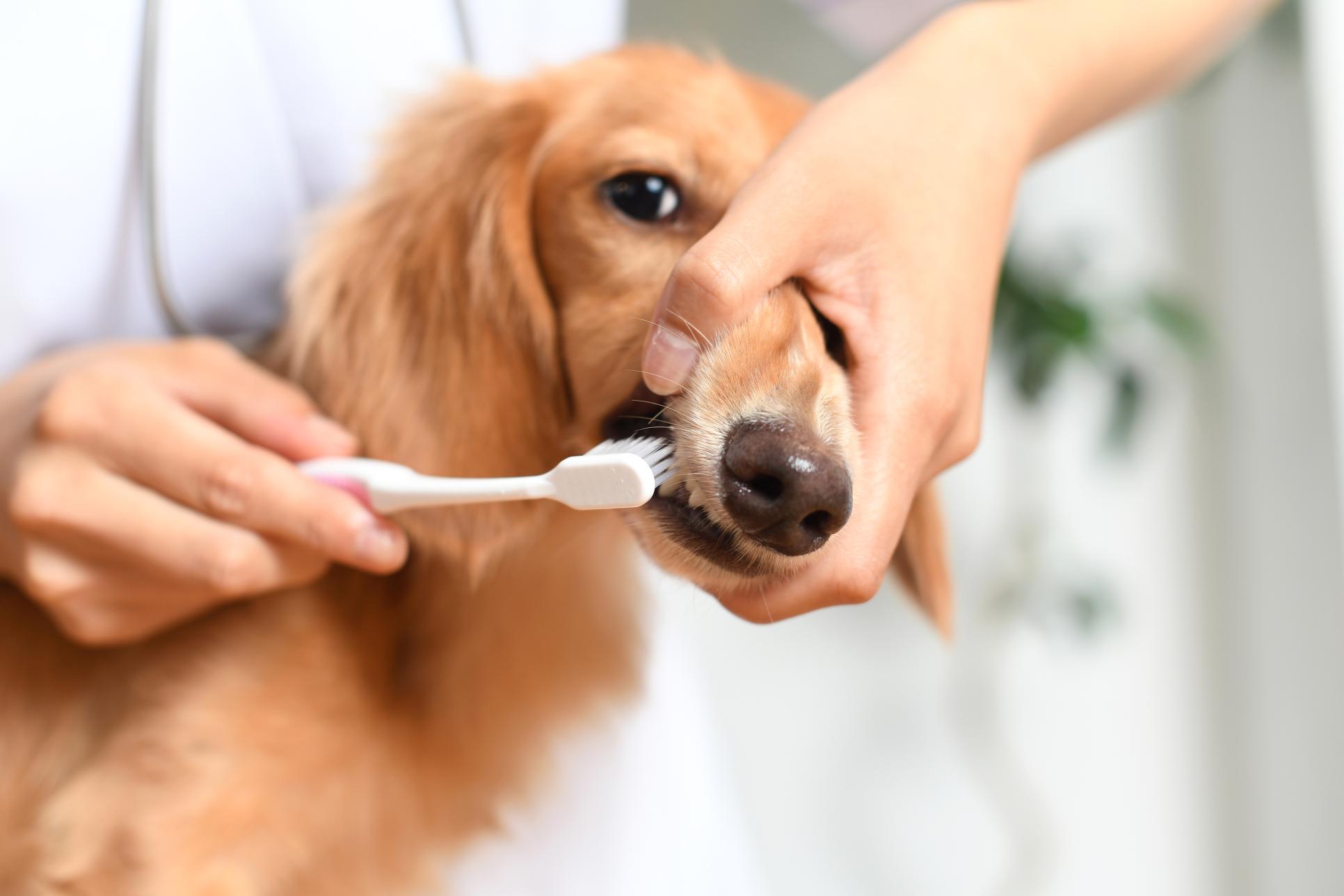 Common Dental Procedures for Pets: When and Why?