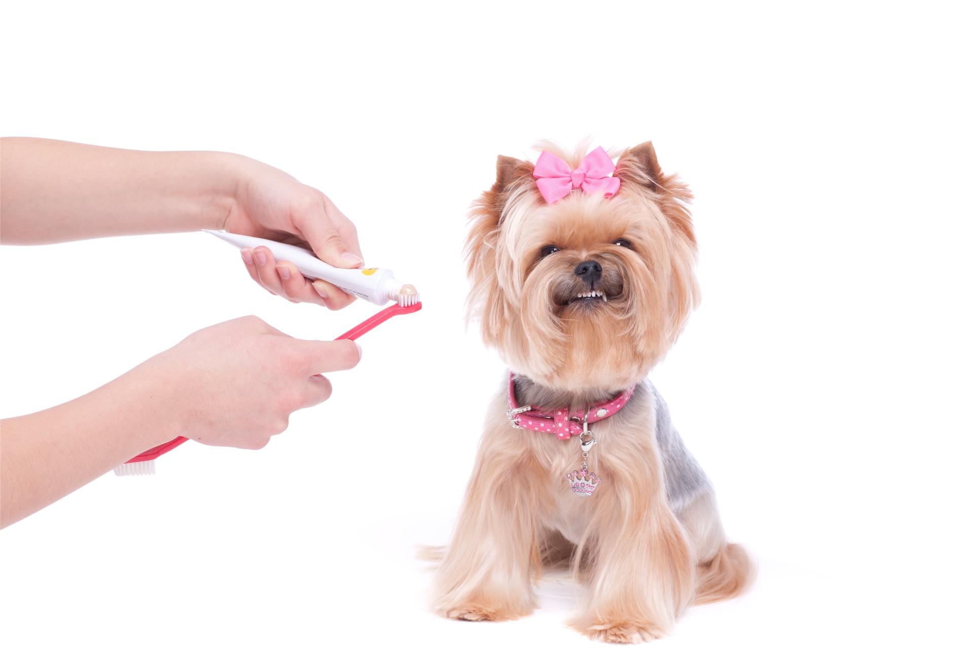 The Importance of Regular Pet Dental Check-ups
