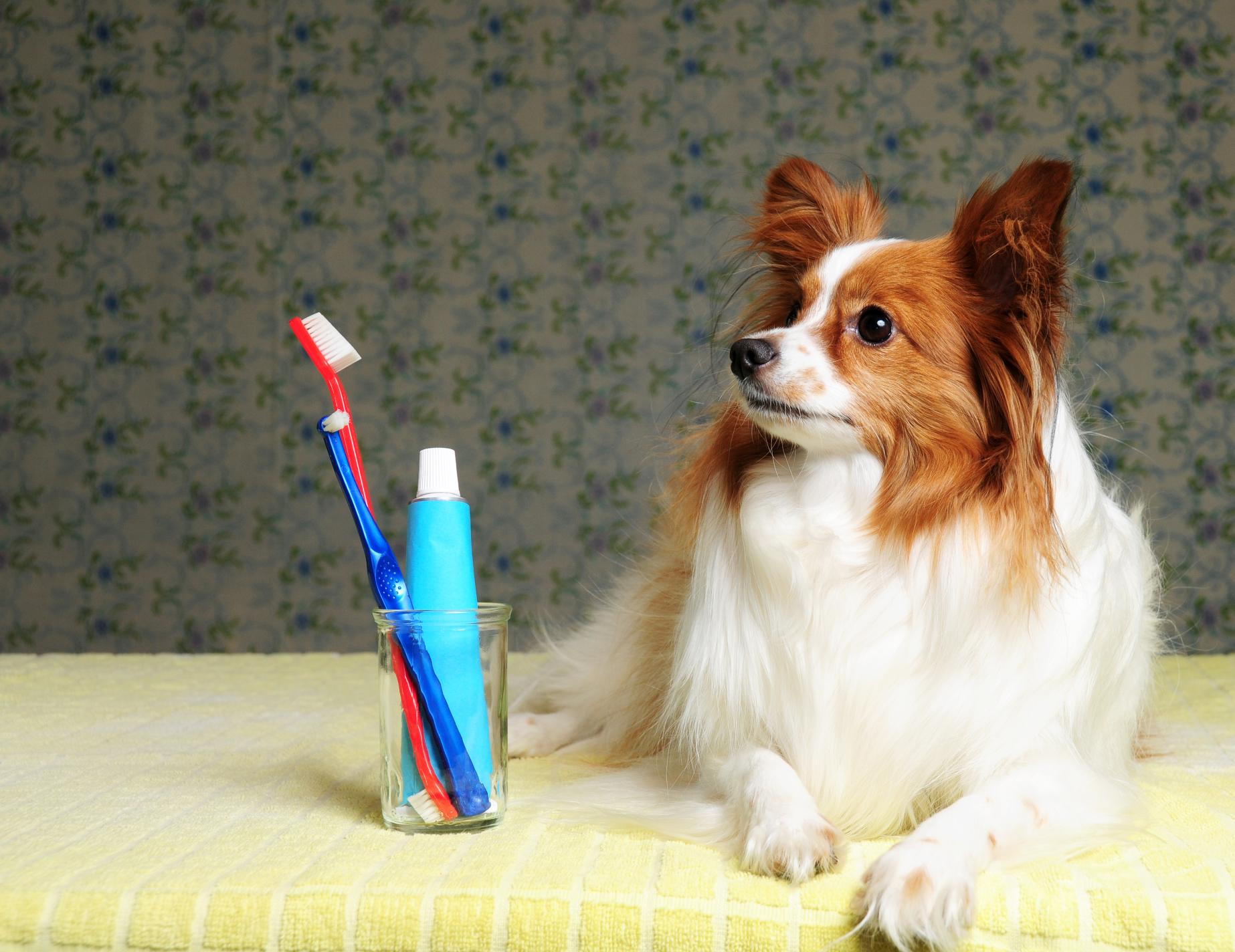 How to Brush Your Pet’s Teeth: A Step-by-Step Guide