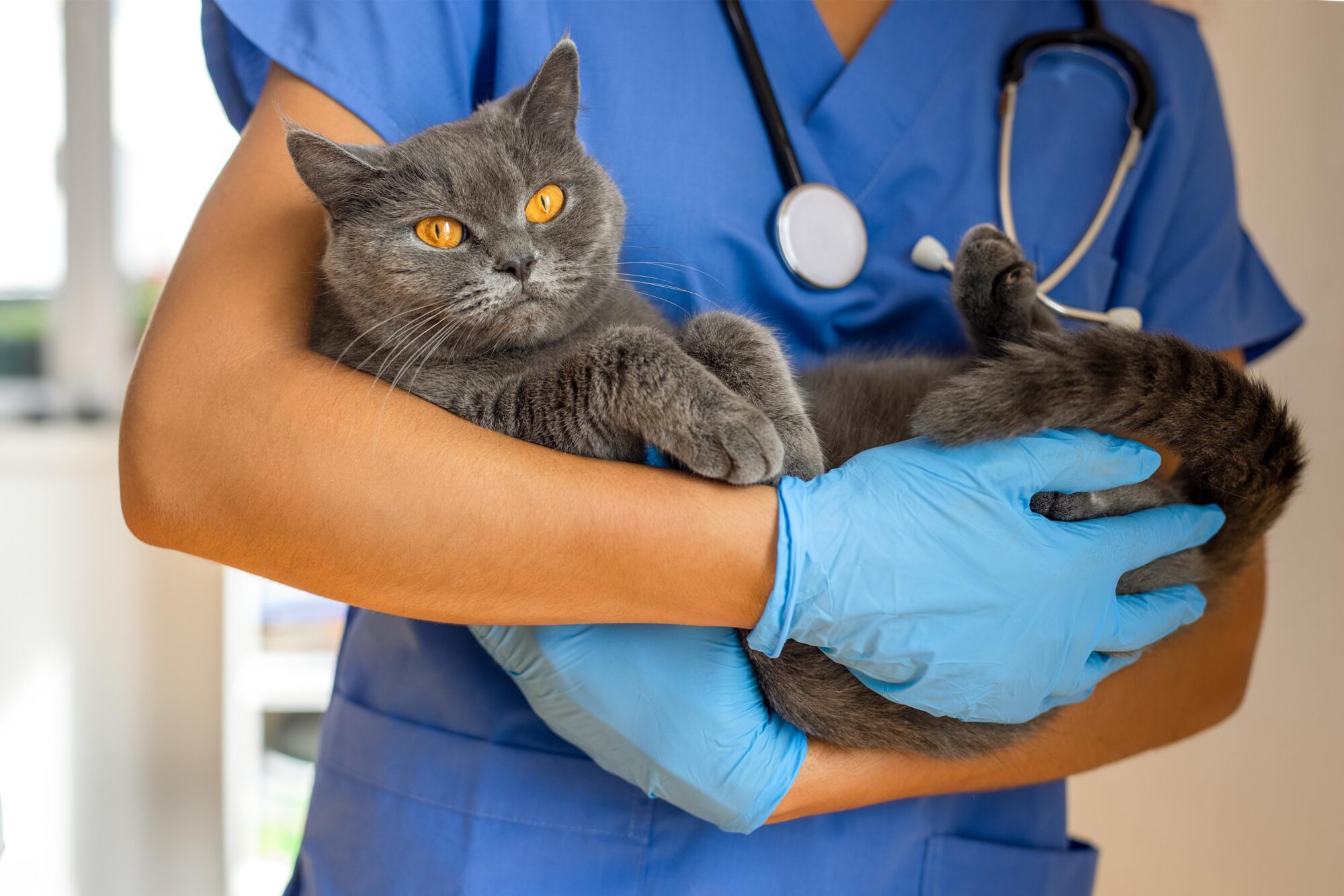 Wrapping Your Paws Around Common Cat Health Issues