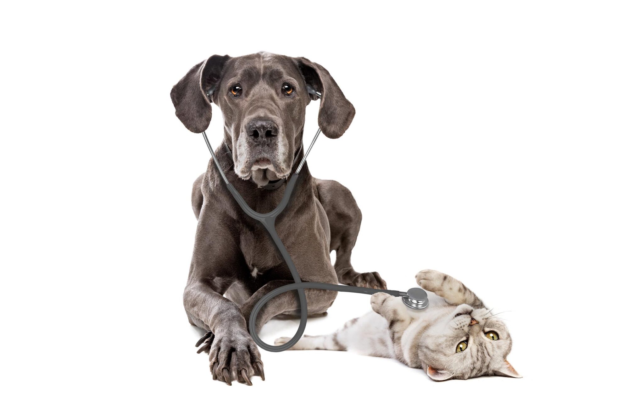 Top 3 Signs Your Pet is Sick and What to Do