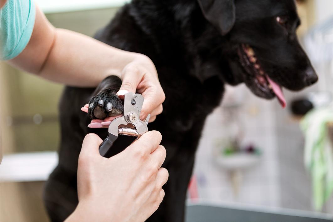 Trim and Tidy: The Importance of Regular Nail Care for Your Pet