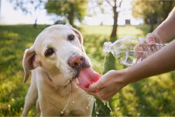 Beat the Heatwave: Expert Advice for Ensuring Your Dog’s Safety in Summer