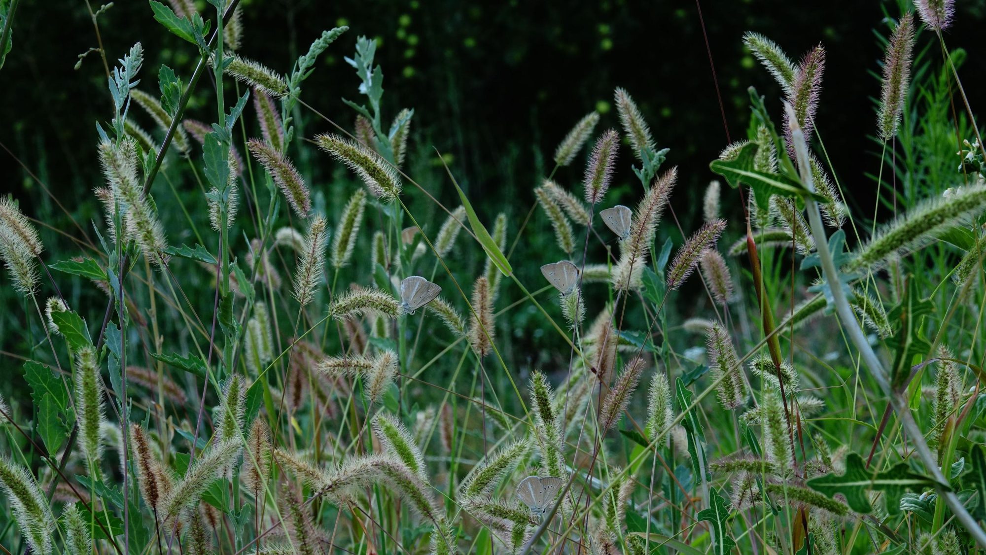 Identifying Foxtails: Recognizing and Avoiding This Common Hazard