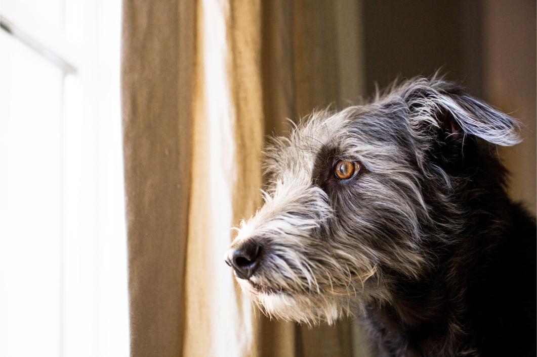 How to Deal with Separation Anxiety in Pets