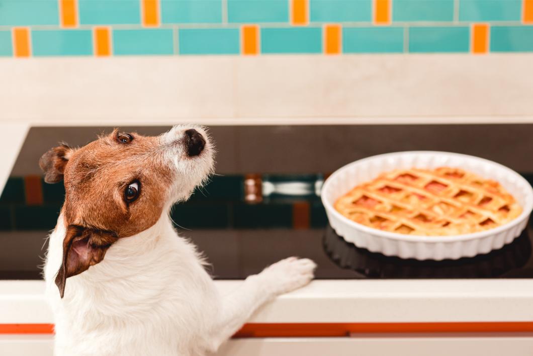 Festive Feasts: Delicious and Safe Thanksgiving Recipes for Pets