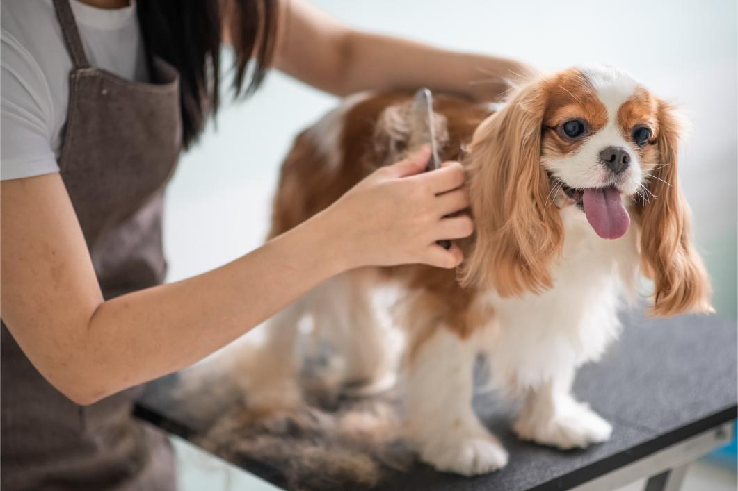 Fall Grooming Tips for Pets: Keeping Your Furry Friend Looking and Feeling Great