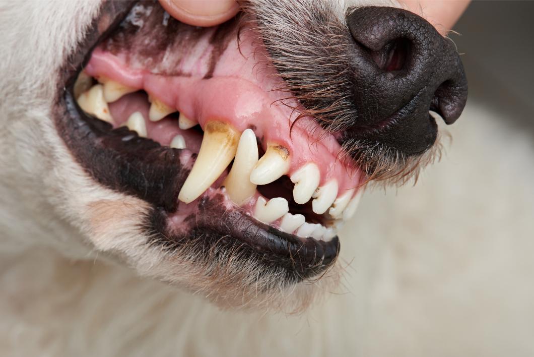 Preventing Pet Dental Disease