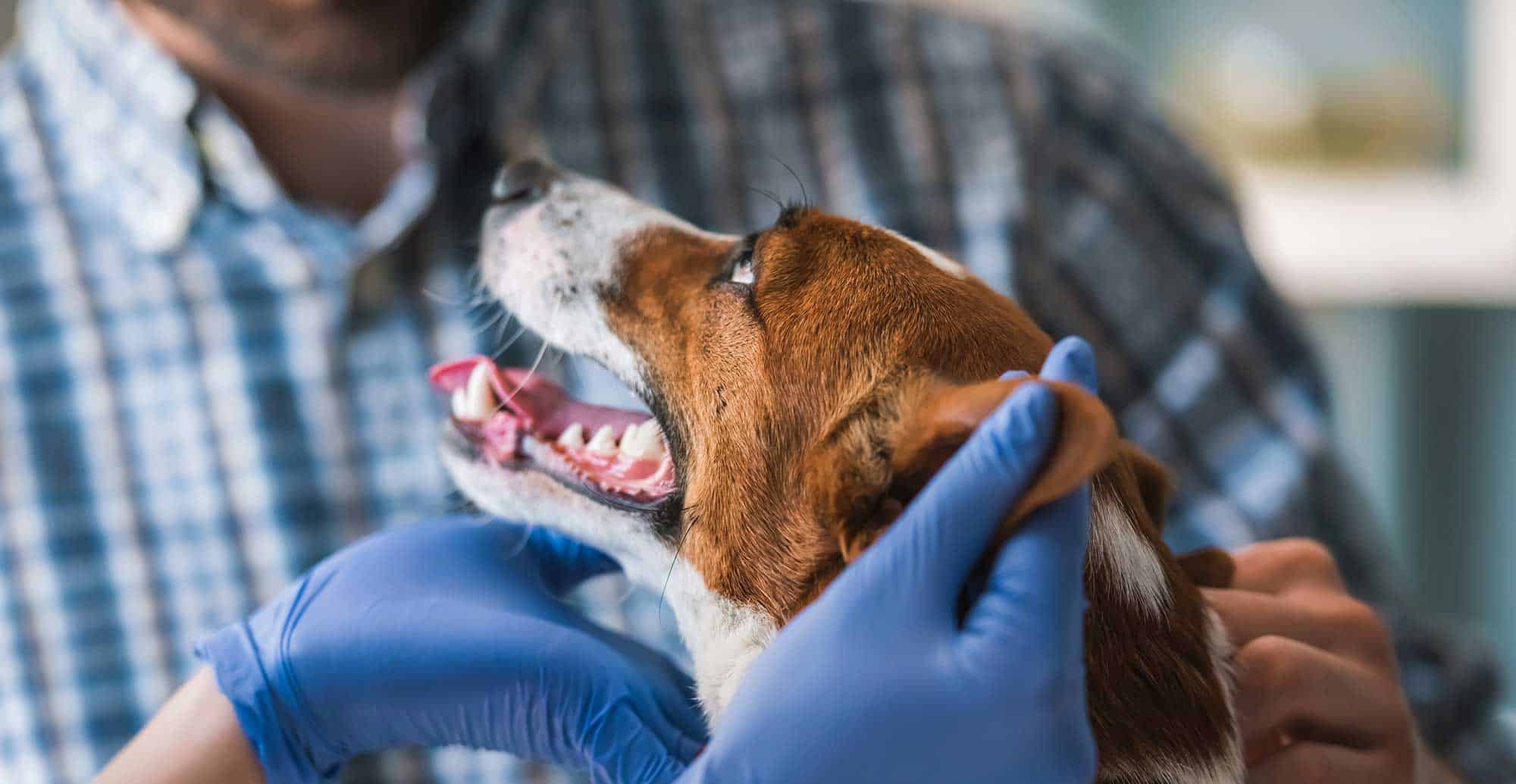 A dog having its ears checked