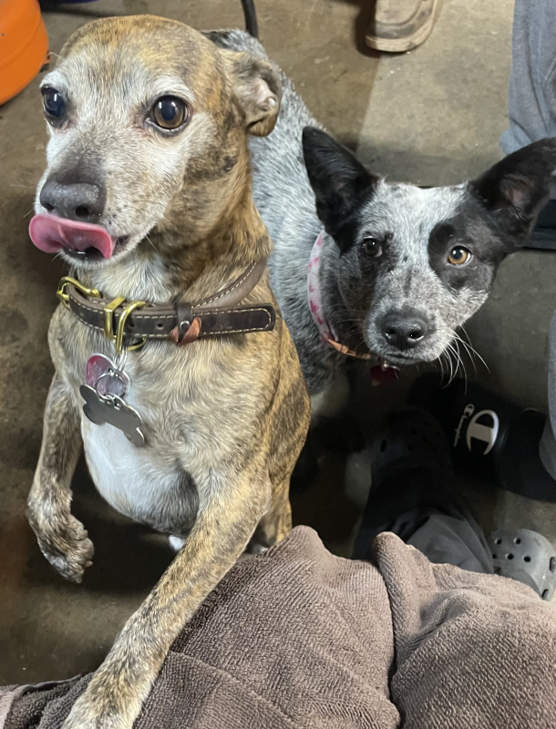 Monica , Veterinary Assistant Monica , Veterinary Assistant