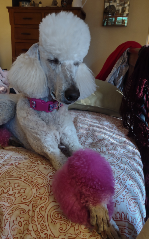 April , Veterinary Assistant April , Veterinary Assistant