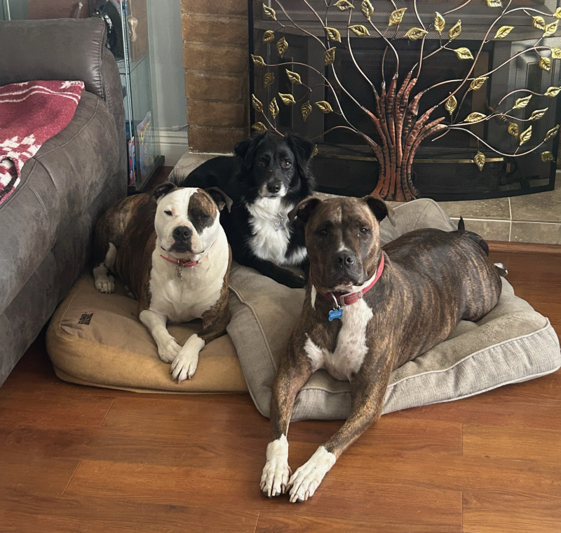 Tessa , Veterinary Assistant Tessa , Veterinary Assistant