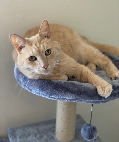 Ariel , CSR Ariel , CSR